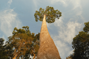 Hyperion The World’s Tallest Tree Towers at 379 Feet in California
