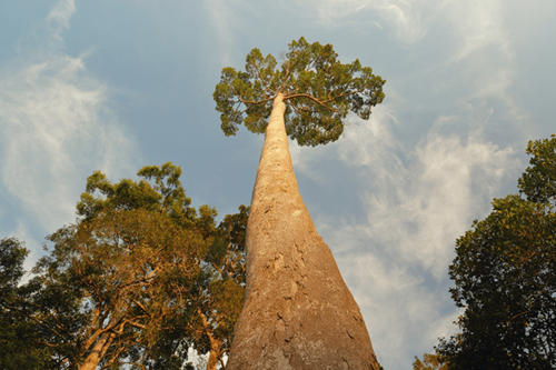  Hyperion The World’s Tallest Tree Towers at 379 Feet in California