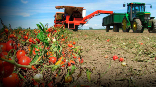  Kyrgyzstan Nears Completion of Harvest, Registers World Record for Tomato Yield