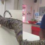 Malaysian Man Breaks Guinness World Record with 7-Foot Kohlrabi