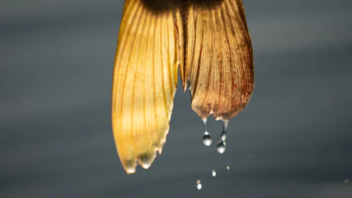  Mexican Fisherman Lands New World Record Snook Big Enough to Swallow a Pot-Bellied Pig