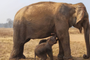 Miracle in the Wild 57-Year-Old Elephant Anarkali Gives Birth to Rare Twin Calves in Panna Tiger Reserve