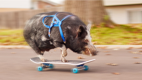  Norbert the Skating Pig Rolls into Fame