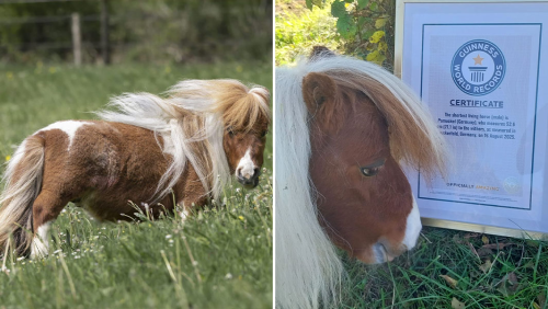  Pumuckel the Horse Becomes World’s Shortest Living Horse, the Ultimate “Short King”