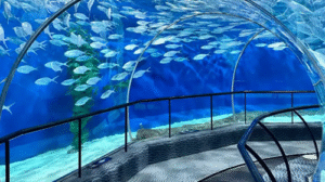 Shanghai Ocean Aquarium Features One of the World’s Longest Underwater Viewing Tunnels at 155 Meters