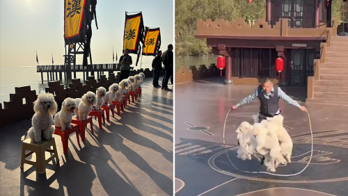  Ten Talented Dogs Break World Record with Synchronized Jump Rope Routine