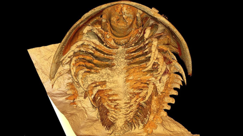  350-Million-Year-Old Trilobite Fossils Reveal Life Long Before Dinosaurs and Humans
