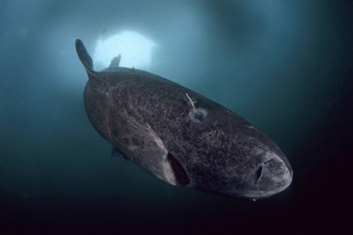  400-Year-Old Greenland Shark Defies Time, Witnesses Four Centuries Under the Sea