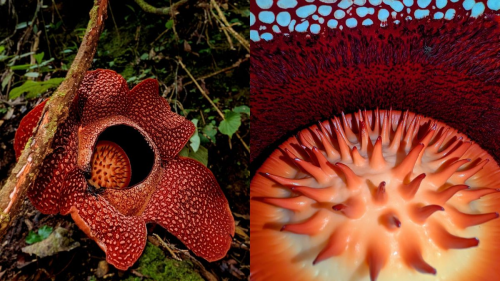  After 13 Years, Rare Rafflesia Flower Blooms Again in Indonesia