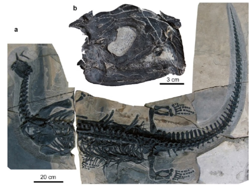  Atopodentatus unicus Skull Mystery Solved