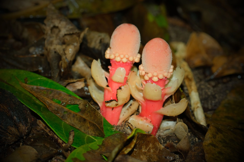  Balanophora Okinawa’s Rare Parasitic Plant Defies Botany and Faces Extinction