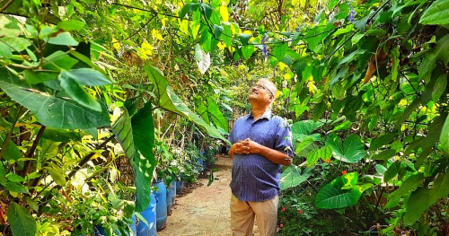  Bengaluru Man Turns His Terrace into a Mini Urban Forest