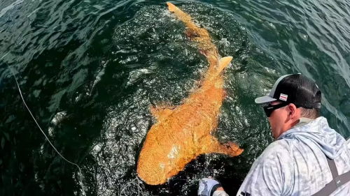  Costa Rica’s Rare Orange Shark Stuns Divers in Once-in-a-Lifetime Discovery