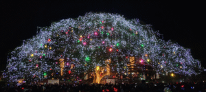 Fort Kochi’s 200-Year-Old Rain Tree Shines as India’s Iconic Natural Christmas Tree