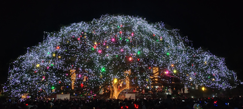 Fort Kochi’s 200-Year-Old Rain Tree Shines as India’s Iconic Natural Christmas Tree