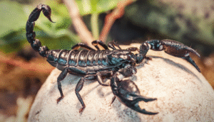 From Deadly Sting to Life-Saving Cure The Hidden Potential of Scorpion Venom