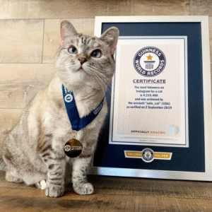 From Shelter Cat to Global Millionaire Nala Becomes the World’s Richest Feline