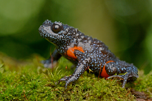  Galaxy Frog Discovery Highlights Rare Biodiversity of India’s Western Ghats