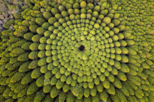 Japan’s 50-Year-Old Forest Experiment Creates Stunning Spiral Pattern Visible From the Sky