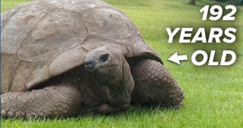 Jonathan, the 192-Year-Old Giant Tortoise Who Witnessed Nearly Two Centuries of Human History