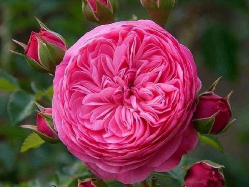  Meet Juliet Rose The World’s Most Expensive Rose Worth Nearly ₹90 Crore