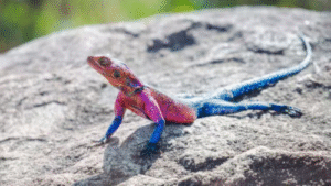 Nature’s Spider-Man The Striking Mwanza Flat-Headed Rock Agama Stuns with Superhero Colors