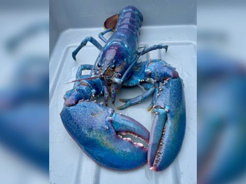  Rare “Cotton Candy” Lobster Discovered Off New Hampshire Coast Stuns Marine Experts