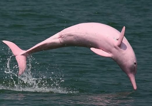  Rare Pink Chinese White Dolphin: A Jewel of the Sea
