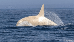 Rare White Orcas Spotted Swimming with Pod in Stunning Sight Off Japan’s Coast