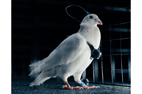  Russia’s Neiry Unveils Brain-Chipped “Biodrone” Pigeons for Remote Flight Control