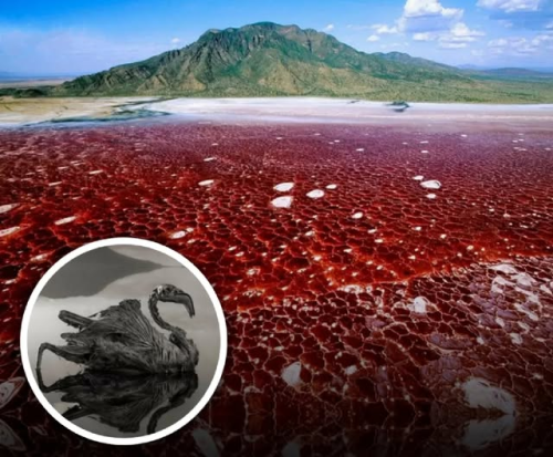  Tanzania’s Enigmatic Lake Natron Nature’s Red Stone Lake