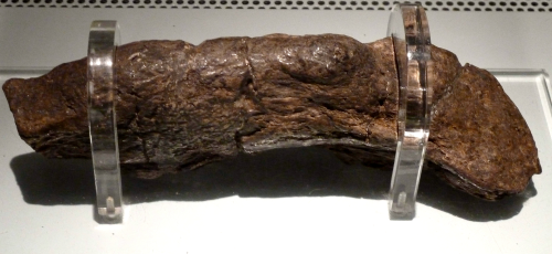  The Lloyds Bank Coprolite How an 8-Inch Viking Fossil Is Rewriting 9th-Century Life