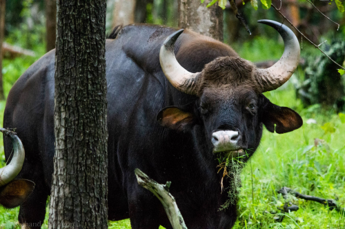  The Mighty Herbivore of India’s Forests