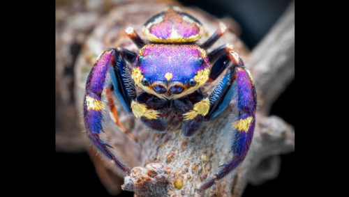  The Purple-Gold Jumping Spider Amazes Scientists with Nature’s Tiny Spectacle