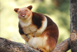 Thought Extinct for 90 Years, the Wondiwoi Tree Kangaroo Makes a Remarkable Return