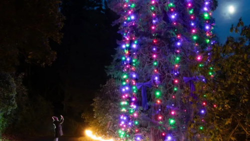  Trust’s 147-Foot Tree Sets Christmas World Record