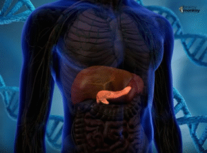 U.S. Scientists Achieve First-Ever Insulin-Producing Cell Transplant Through Gene Editing