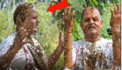  When Hundreds of Bees Become Human Friends Bulandshahr’s Magical Bond Wins Hearts