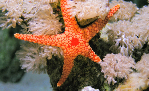  When Nature Breaks Its Own Rules The Strange and Resilient World of Asymmetrical Starfish