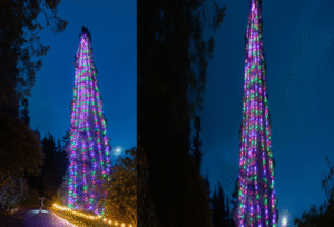 World’s Tallest Planted Christmas Tree