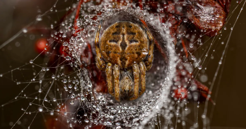  Youngest Wildlife Photographer of the Year Stuns with Frost-Frozen Spider Image
