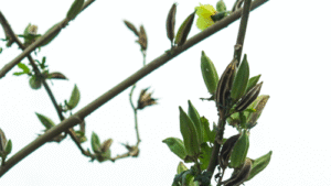 Assam’s Risim Rongpi Sets Guinness World Record With Tallest Okra Plant