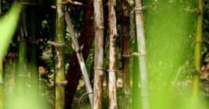 Beyond Oil China’s 50-Day “Miracle” Bamboo Plastic