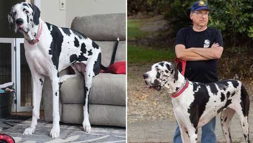  Giant Great Dane Minnie Towers Over “Com-Pet-itors” as the Tallest Female Dog in the World