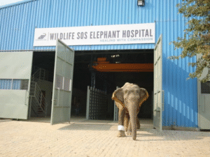 India’s First Elephant Hospital in Mathura Marks Milestone in Wildlife Care