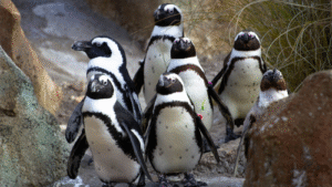 Rescue Mission Saves 20,000 Penguins from Oil Spill