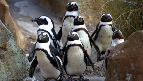  Rescue Mission Saves 20,000 Penguins from Oil Spill
