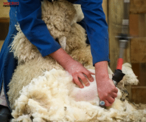 Trailblazing Shearers Smash Historic Lamb Shearing World Record in South Otago