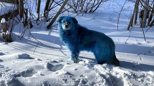  Unusual Sighting at Chernobyl Dogs With Blue Fur Spark Global Curiosity