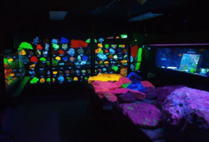 World’s Largest Collection of Fluorescent Rocks